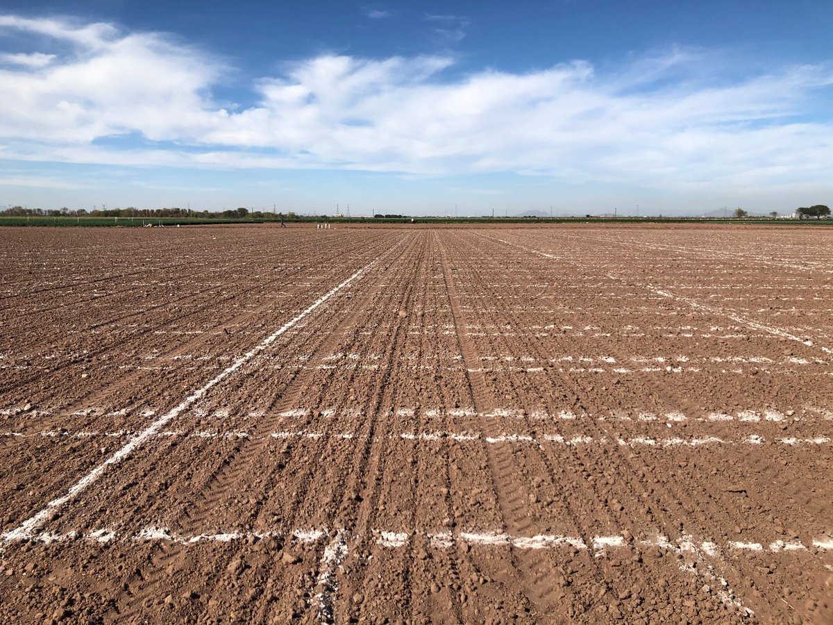 Planting spring wheat to screen for heat stress tolerance <a href="/CIMMYT/">CIMMYT</a> Cd. Obregon, Mexico.

<a href="/FoundationFAR/">Foundation for Food & Agriculture Research (FFAR)</a> #HEDWIC <a href="/AlisonRBentley/">Alison Bentley</a> <a href="/WheatPhysiology/">Wheat Physiology @ CIMMYT</a> #WheatVirtualTour