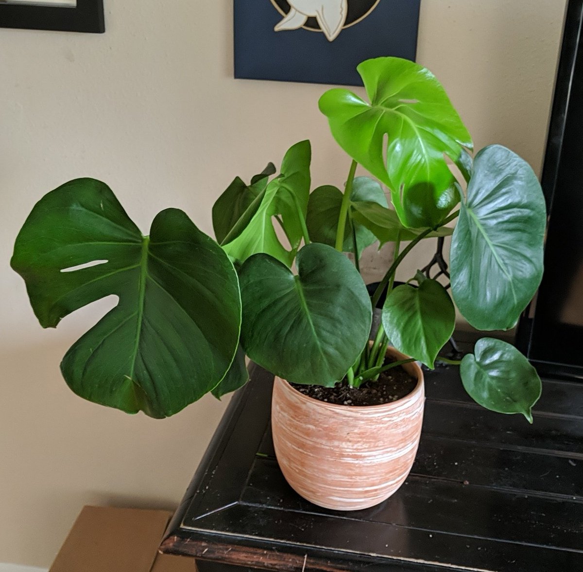 dobby_smith's tweet photo. Hey twitter, it's been a while. I just wanted to update you all, I've hit the point of psychosis where I've started to give names to all my house plants. This is Mabel, the Monstera. She's perfect https://t.co/Q3ZKya2BHr