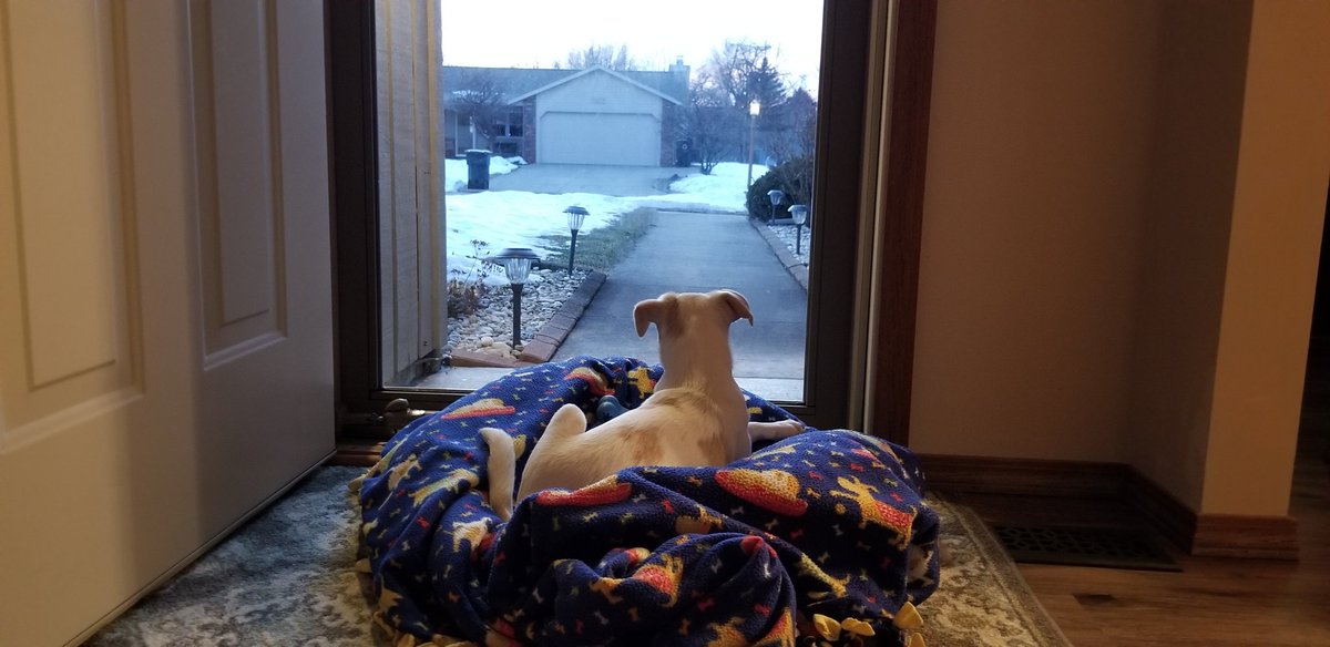 1K9View's tweet photo. Checking out a beautiful sunset. https://t.co/fiM64mO51H