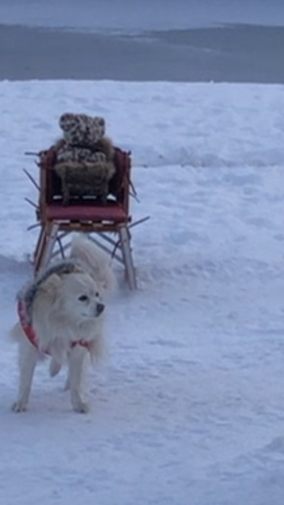 Poserpup's tweet photo. Gonna miss you Winter ❄️ https://t.co/ipykErq4VD