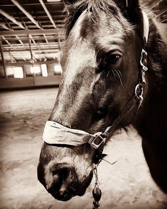 New artwork for sale! - "Lucky" - fineartamerica.com/featured/lucky… @fineartamerica