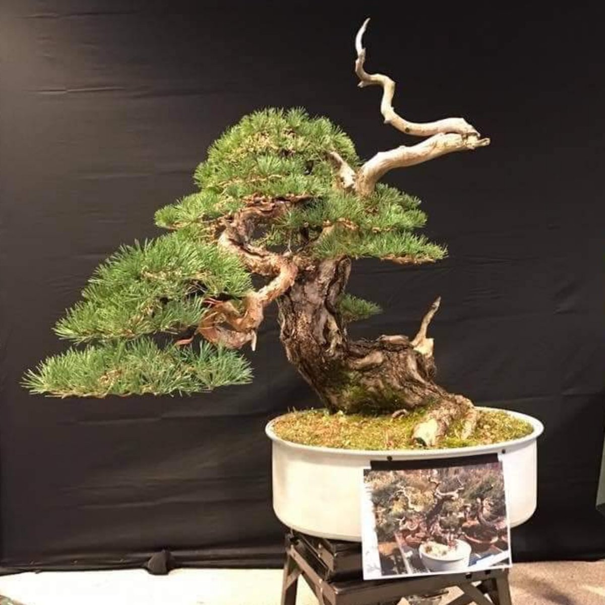 bonsaimente's tweet photo. ¿Quieres ver la evolución de este Pinus Sylvestris? Mira el perfil de Facebook del maestro Maduro Stemberger y disfruto de sus árboles.

Y no dejes de seguir su cuenta de Instagram @bonsaidream

#Bonsai #盆栽 #บอนไซ  #분재 #бонсай #盆景 #Penjing #HagamosBonsai #ItalianBonsai https://t.co/MqbGvnJooM