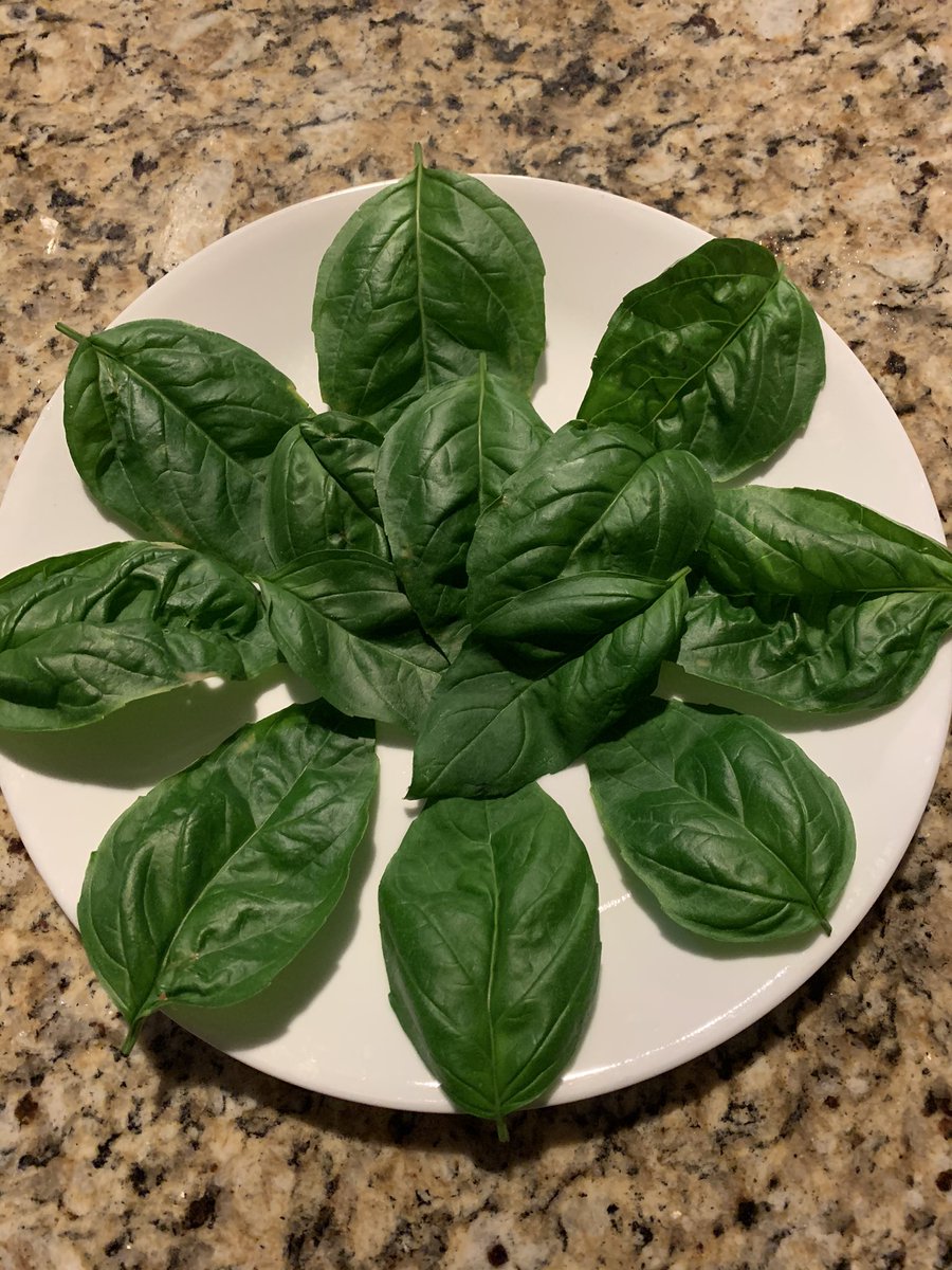 One of the consequences of the pandemic. Start growing hydroponic basil indoors. They turned out pretty nicely! These will be very nice on some fresh brick oven pizza tonight!