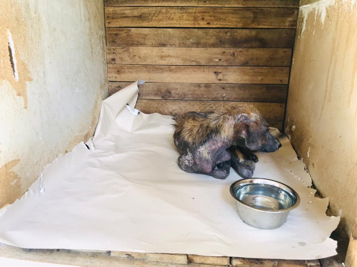 Update on Ria &amp; Koda.
The two rescues from Rio Dulce, Guatemala 🇬🇹.
They have both settled in well at their new shelter location Asociacion Huellas de Amor, eating great and both slept that deep sleep that only comes from feeling truly safe.
justgiving.com/crowdfunding/f…
#rescuedogs