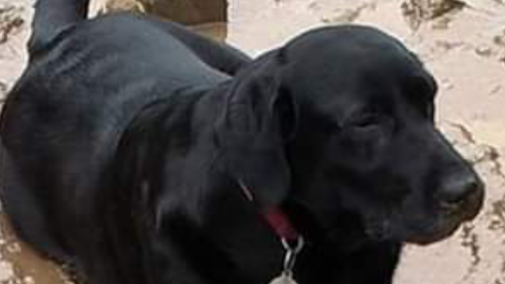 cpccares's tweet photo. Lily
December 2013 - February 2021

Rest in peace darling Lily, our baby girl, love and miss you always

https://t.co/4cD96a1JfD https://t.co/1YAhjLHAEf