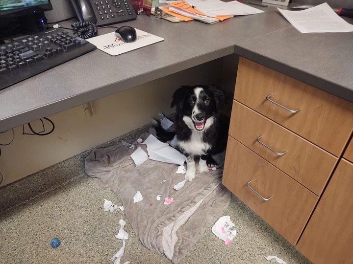 WaysideWaifs's tweet photo. I did a thing... - Thelma
#welovedogs #sheltertails #adopt #love #WaysideWaifs #officefoster #coworkers
Learn more about our adoptable shelter pets at https://t.co/IXtqqudleK https://t.co/MsLDAmhYHZ