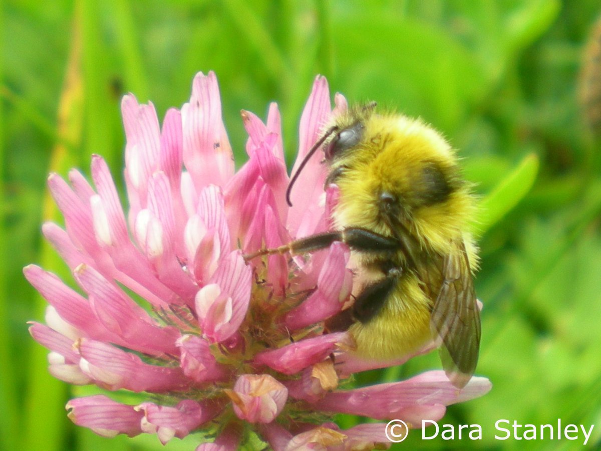 DaraStanley's tweet photo. What do we know about the Great Yellow Bumblebee in Ireland, and how can we conserve it? Read our latest paper by @niamhailbhe from her @ucdagfood MSc research to find out more! Great job Niamh! @TidyBelmullet @BirdWatchIE #conservation #RBAPS #bumblebees https://t.co/PXlJxkps5L https://t.co/yR29VymroQ