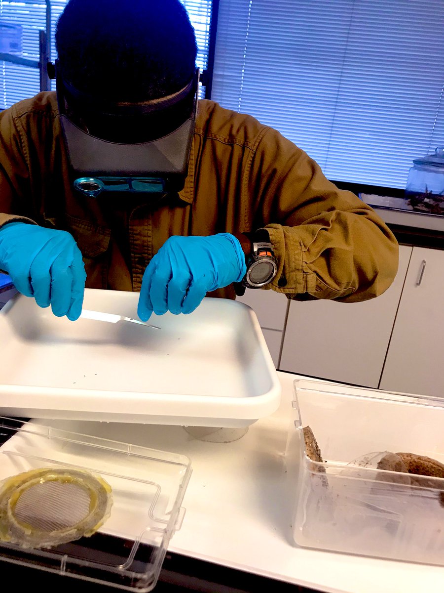 @i2LResearchUSA Lab Director and Senior Study Director, Timothy Foard, is busy maintaining a parhaoh ant colony. We also rear fire ants, odorous house ants and several other ant species. #InsectRearing #Entomology #EfficacyTesting #Rapid #Responsive #Reliable