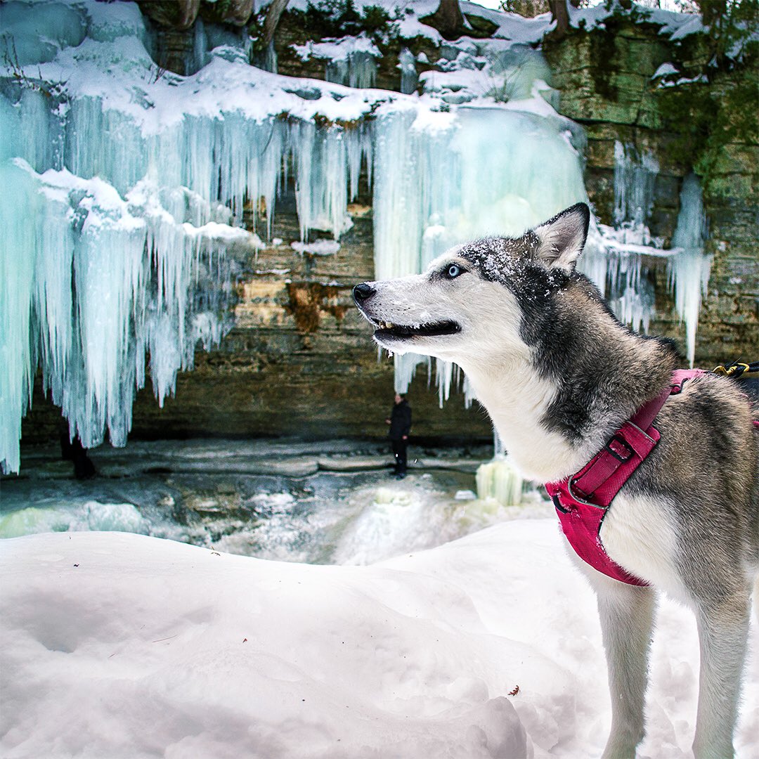 Huskyinfinity's tweet image. Happy pups in the ice realm ❄️🐺❤️ #happiness #justkeepsmiling #happydog