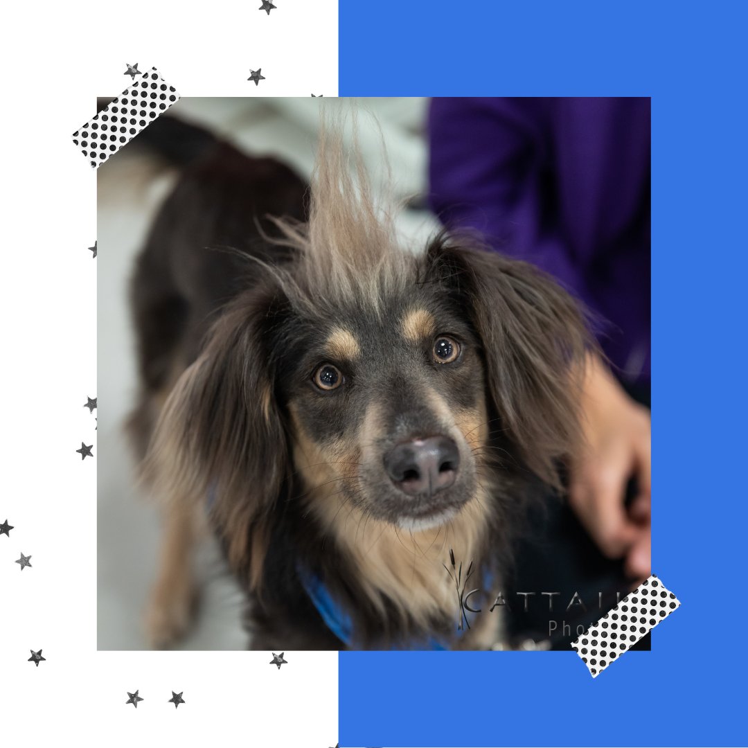 Winnebago Pet Expo tweet media