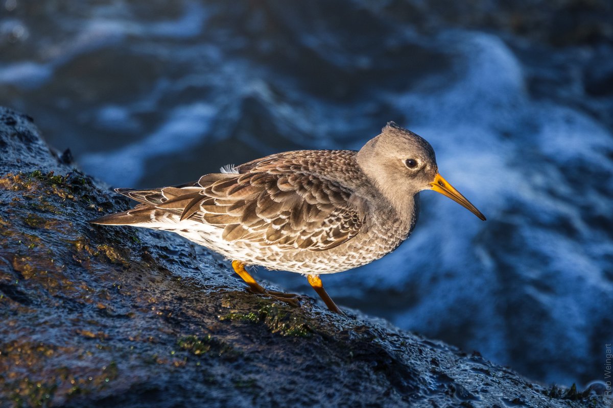 Purple Sandpiper, Delaware Seashore SP - #WaterbirdWednesday

#purplesandpiper #sandpiper #ifyousquintyoucanseethepurplekinda
#wildlife #wildlifephotography #birding #birdtwitter #birdtonic