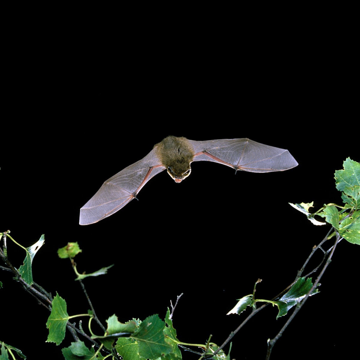 All 10 species of bats found in Scotland are protected, it's an offence to capture, injure or kill a bat.
It is also a strict liability to damage a roost, meaning being unaware of the roost is no excuse.
Visit ➡️ https://t.co/pVgrNYFvHq to find out more.
#EndWildllifeCrime https://t.co/8OyoKqlprT