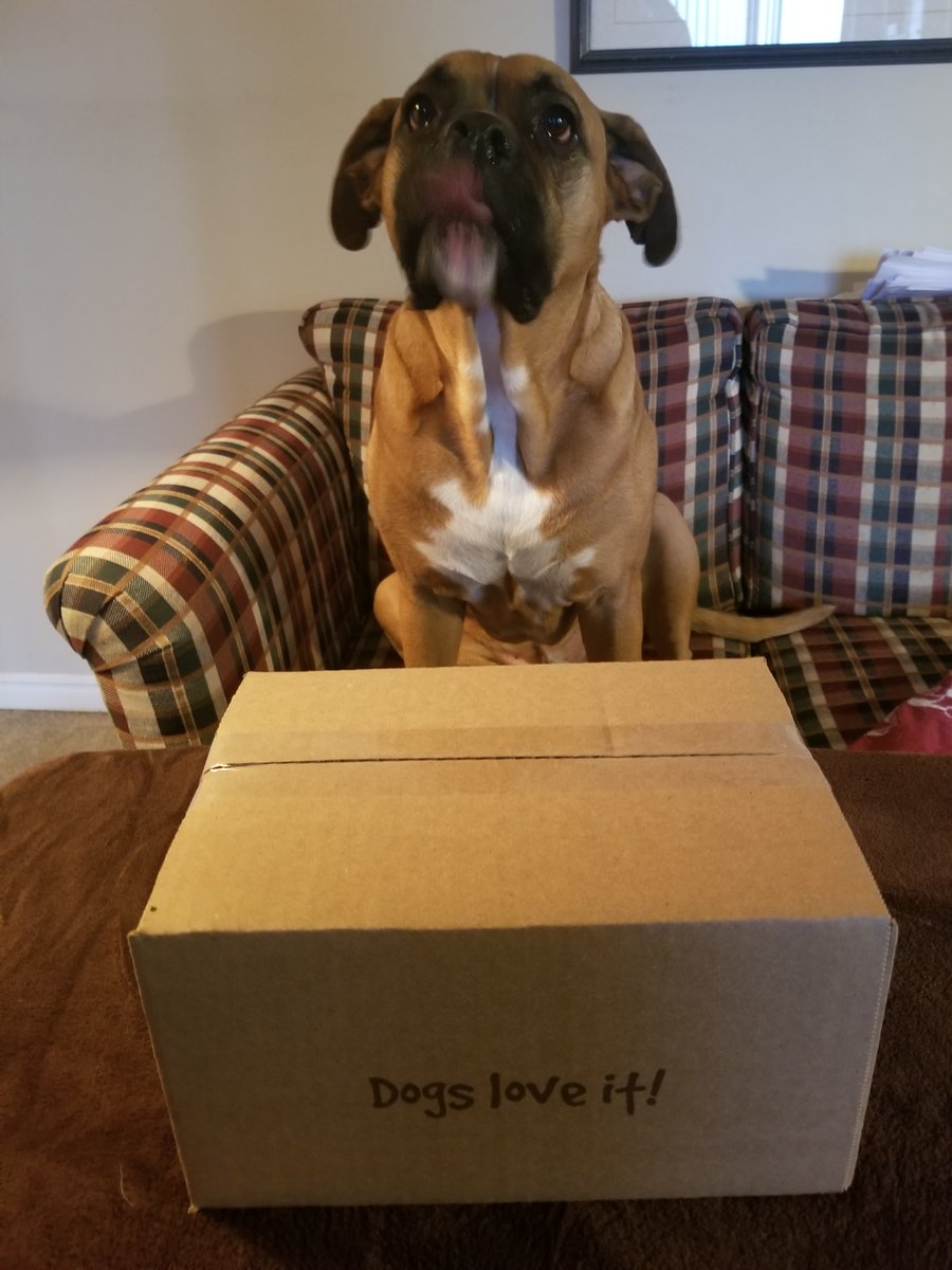 FourLeggerBox's tweet photo. Now's the time to order your March #SubscriptionBoxForDogs. Filled with #ToysTreatsAndChews that your #Dog will love! Click through now >> https://t.co/WBoAewXHQG << #CanadianDogs #CompanionAnimals #OnlineShopping https://t.co/OdJBoi1W9x