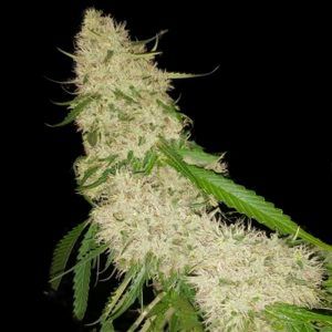 Encuentra las mejores variedades de Semillas de Marihuana Feminizadas a granel en bit.ly/3dbvXQW realizamos envíos a España, Argentina, Uruguay, Brasil y Colombia #semillasdemarihuana #semillasagranel #semillasdecannabis #semillasbaratas
