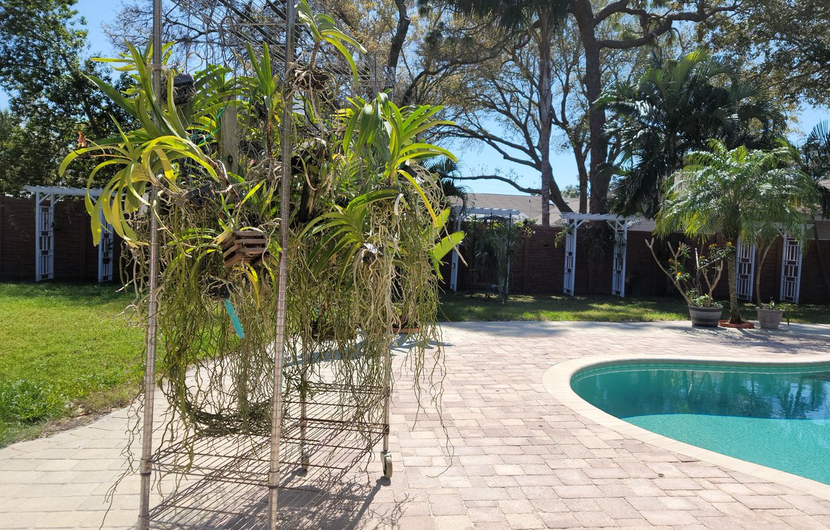 ConnieYurkus's tweet image. Thank goodness for shelves on wheels! It was a lovely day to be outside. A couple weeks and I&apos;ll be caught up on my orchid chores. #orchids #Vanda #OrchidExerciseProgram