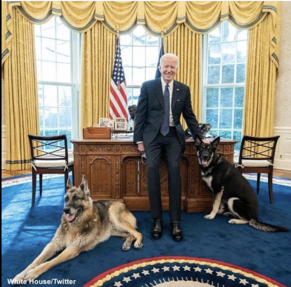 Champ and Major look like great examples of “Presidential dogs” to me. 🇺🇸