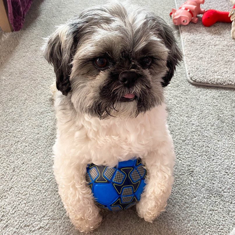 leo_licky's tweet photo. I don’t think so Mum 😂 This ball is all mine ⚽️ #lickyleo #ballcrazy #mine #Wednesdayvibe #littletongue https://t.co/ihusIGiEWx