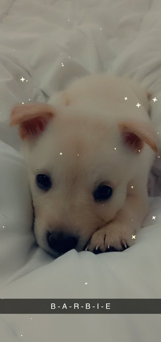 Y'all this is my #puppy her name barbie. #dogsoftwitter https://t.co/8HMkRp8Pbp<a href="/tag/puppy"class="tags">#puppy</a><a href="/tag/dogsoftwitter"class="tags">#dogsoftwitter</a>