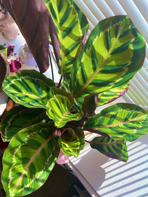 Does anyone else talk to their plants in baby voices like they would a cute wittle animal?? Isn&rsquo;t she<a href="/tag/asklilylabeau"class="tags"><span>#asklilylabeau</span></a>