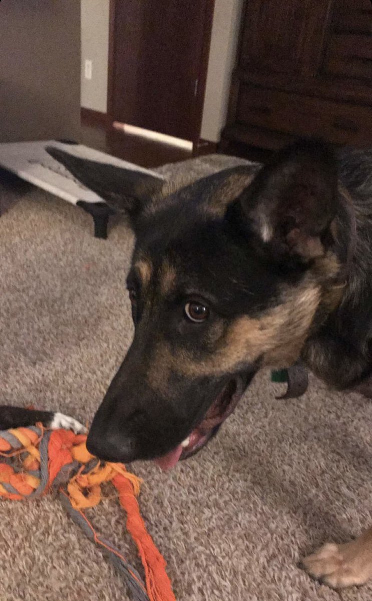 LindsayHiggins5's tweet photo. Why does my dog look like she told a dad joke and is waiting for a response 😂 https://t.co/Y86nEMXDcW