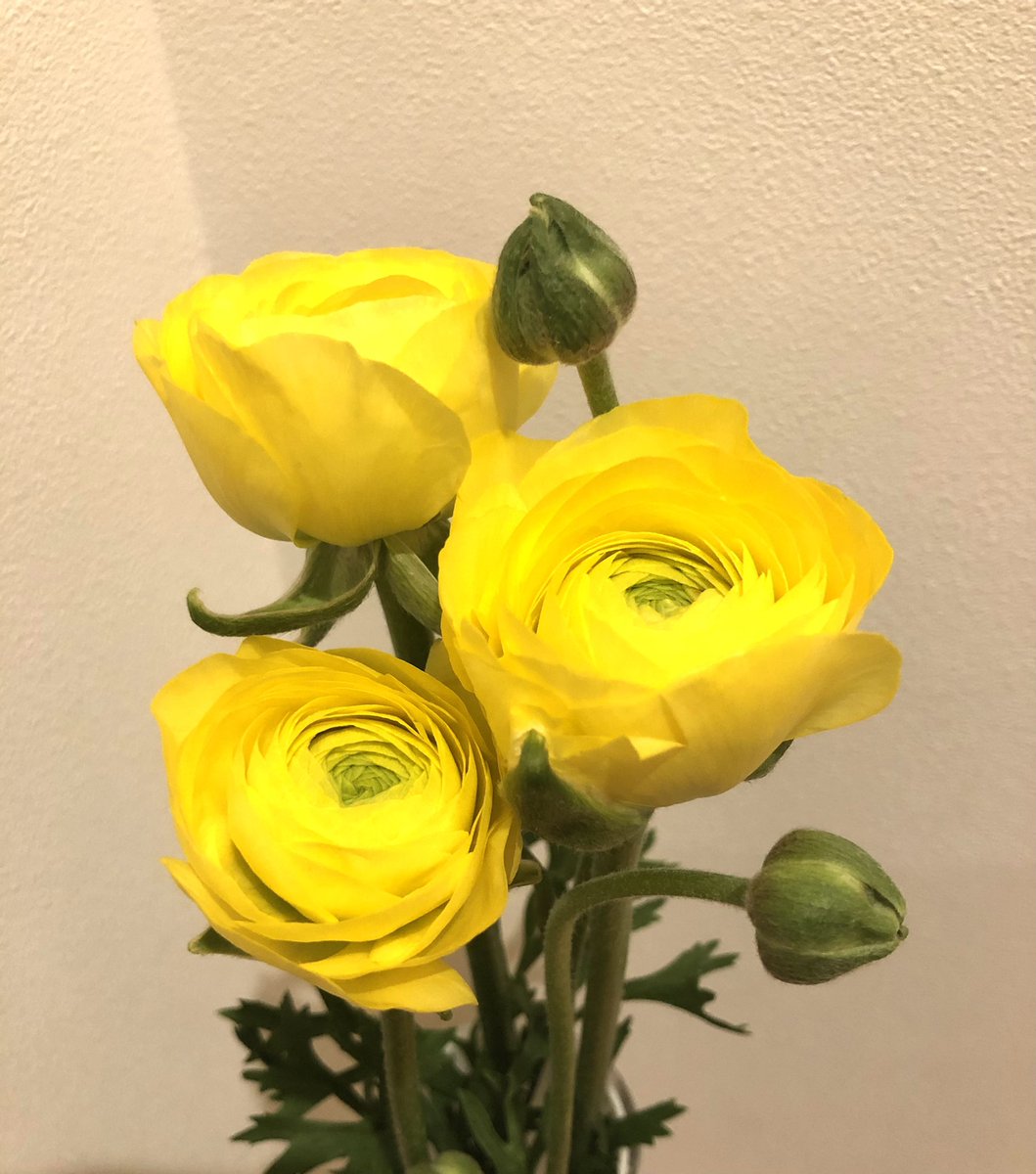 斉藤瞳 V Twitter 2月25日の誕生花は ラナンキュラス 花言葉は とても魅力的 華やかな魅力 まぁしぃ お誕生日おめでとう