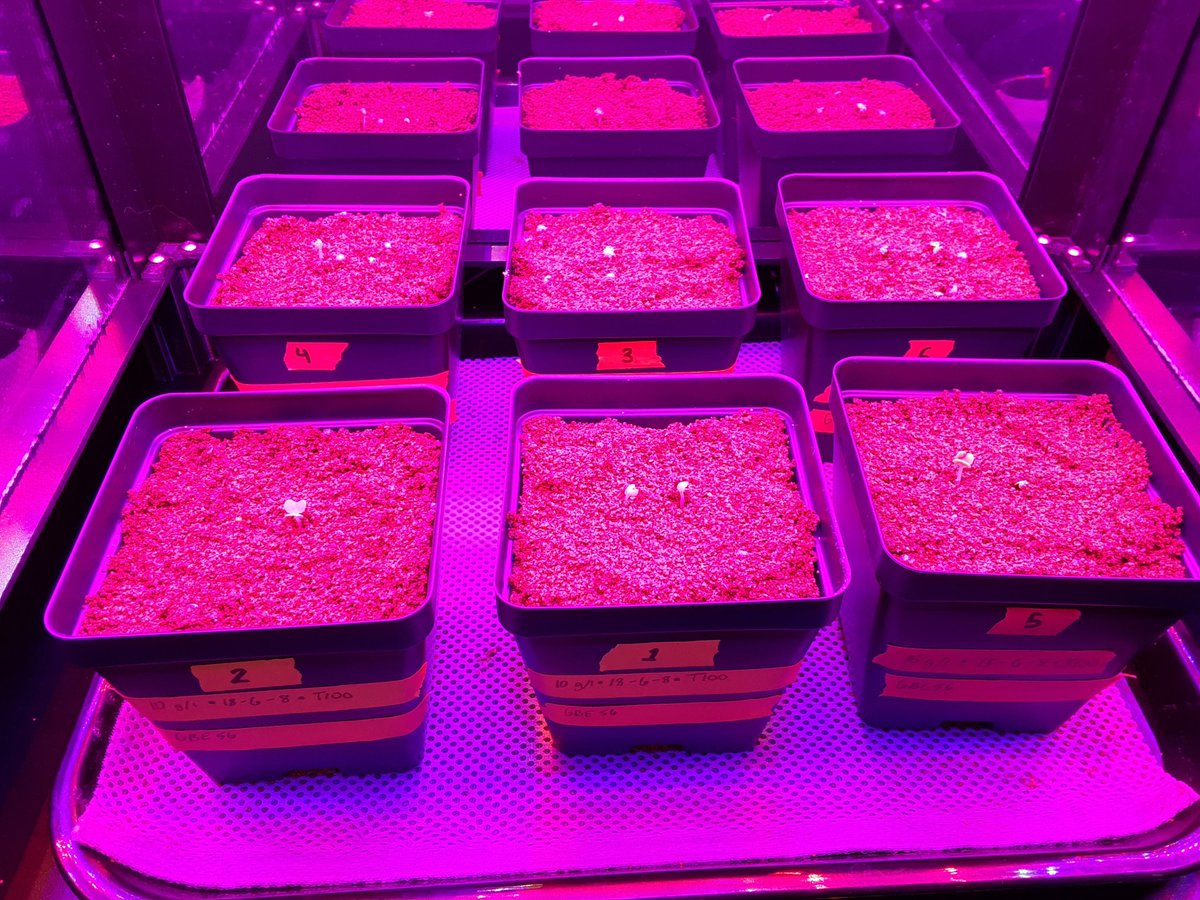 <a href="/OlenAcademy/">olentangy academy</a> Dwarf Pak Choi has sprouted! We started late (2/19) due to snow days, but now the purple glow fills the classroom! This round we are testing fertilizer. <a href="/GrowBeyondEarth/">Growing Beyond EarthⓇ</a> <a href="/plantsinspace/">Gioia Massa</a> <a href="/OA_counselor/">Trevor Glew</a>