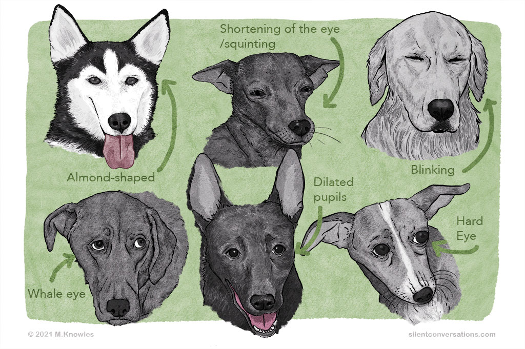 What Does Almond Shaped Eye Mean Regsrdin Dogs