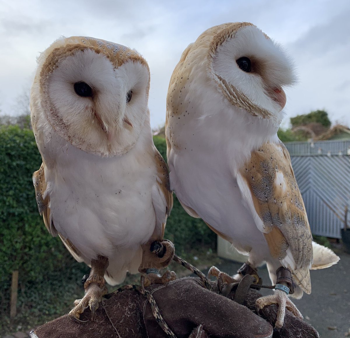 Leanimals2's tweet photo. Luna and Archie #WAWAW #sheffieldwednesday #swfc #sheffieldanimalencounters #southyorkshire #thingstodoinsouthyorkshire https://t.co/dnZ6lnRyTr