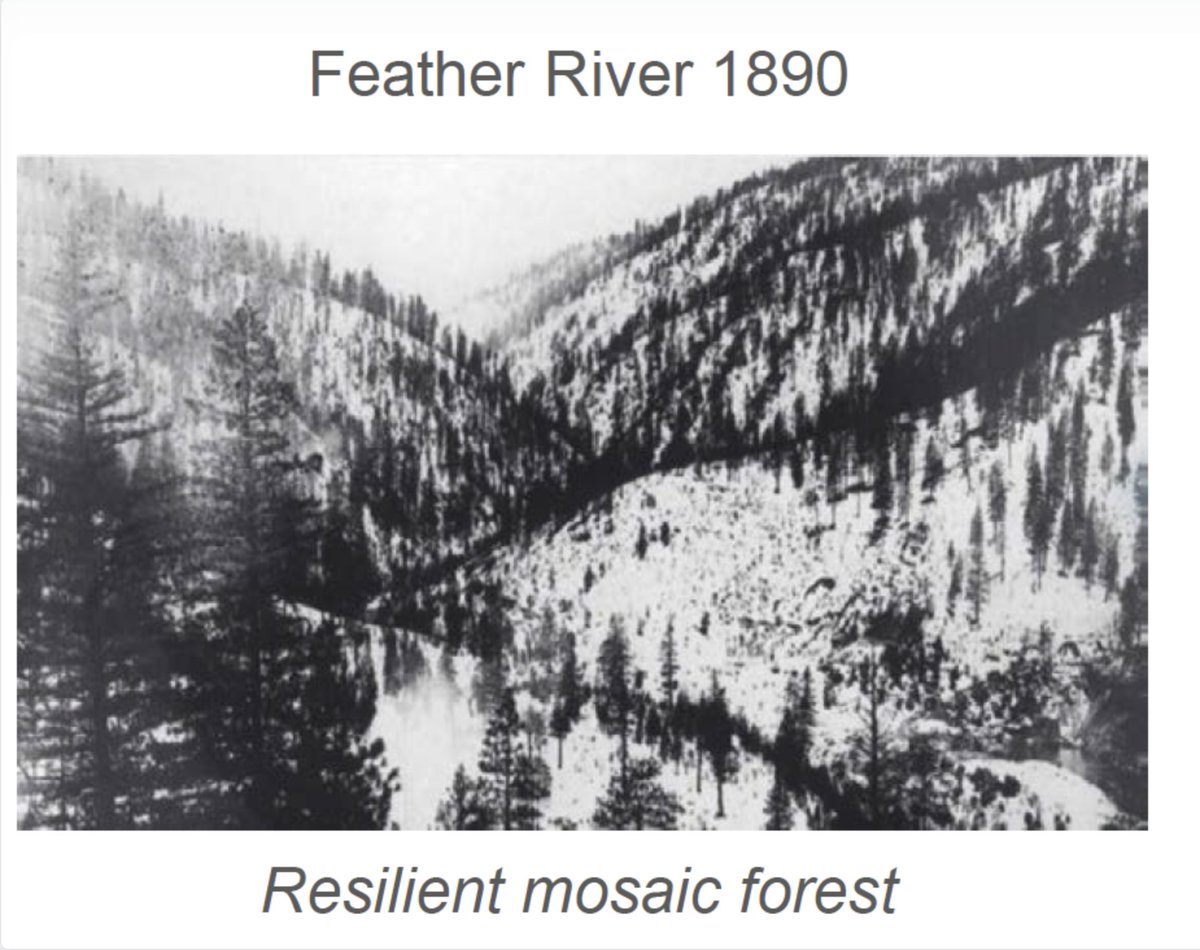 SenBrianJones's tweet photo. How it started vs how it’s going
This @PPICNotes photo shows a healthy forest (1890) vs the overgrown & fire-prone forest it became (1993).
CA’s wildfire risk can be reduced with proper vegetation management.
I introduced #SB506 to make these projects easier to complete. https://t.co/9uCqRZNymZ