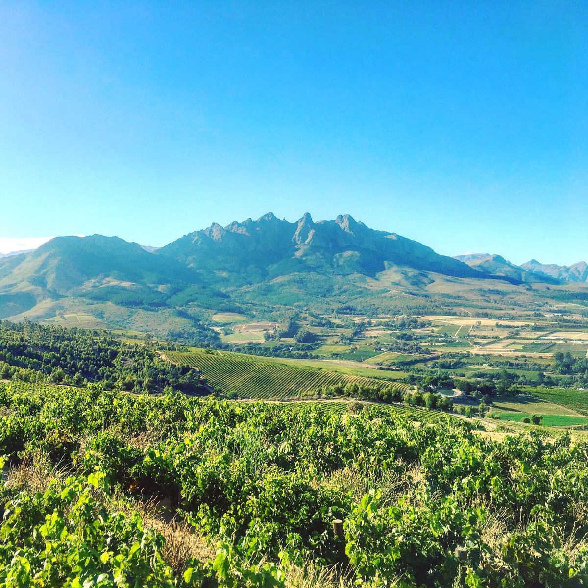 bosmanwinemaker's tweet photo. Viura/Macabeo and Vermentino.
.
Field blend 2021.
.
What a field it is.
.
#wine #vin #vino #heartWellington #womaninwine #southafrica #bosmanwines https://t.co/iw3iQv03kf