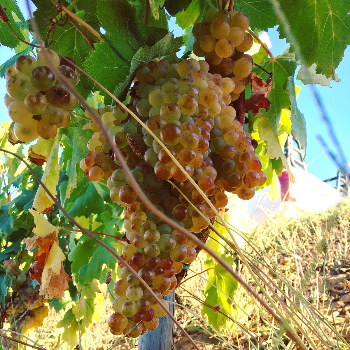 bosmanwinemaker's tweet photo. Viura/Macabeo and Vermentino.
.
Field blend 2021.
.
What a field it is.
.
#wine #vin #vino #heartWellington #womaninwine #southafrica #bosmanwines https://t.co/iw3iQv03kf