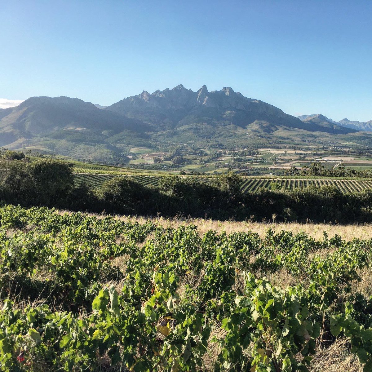 bosmanwinemaker's tweet photo. Viura/Macabeo and Vermentino.
.
Field blend 2021.
.
What a field it is.
.
#wine #vin #vino #heartWellington #womaninwine #southafrica #bosmanwines https://t.co/iw3iQv03kf