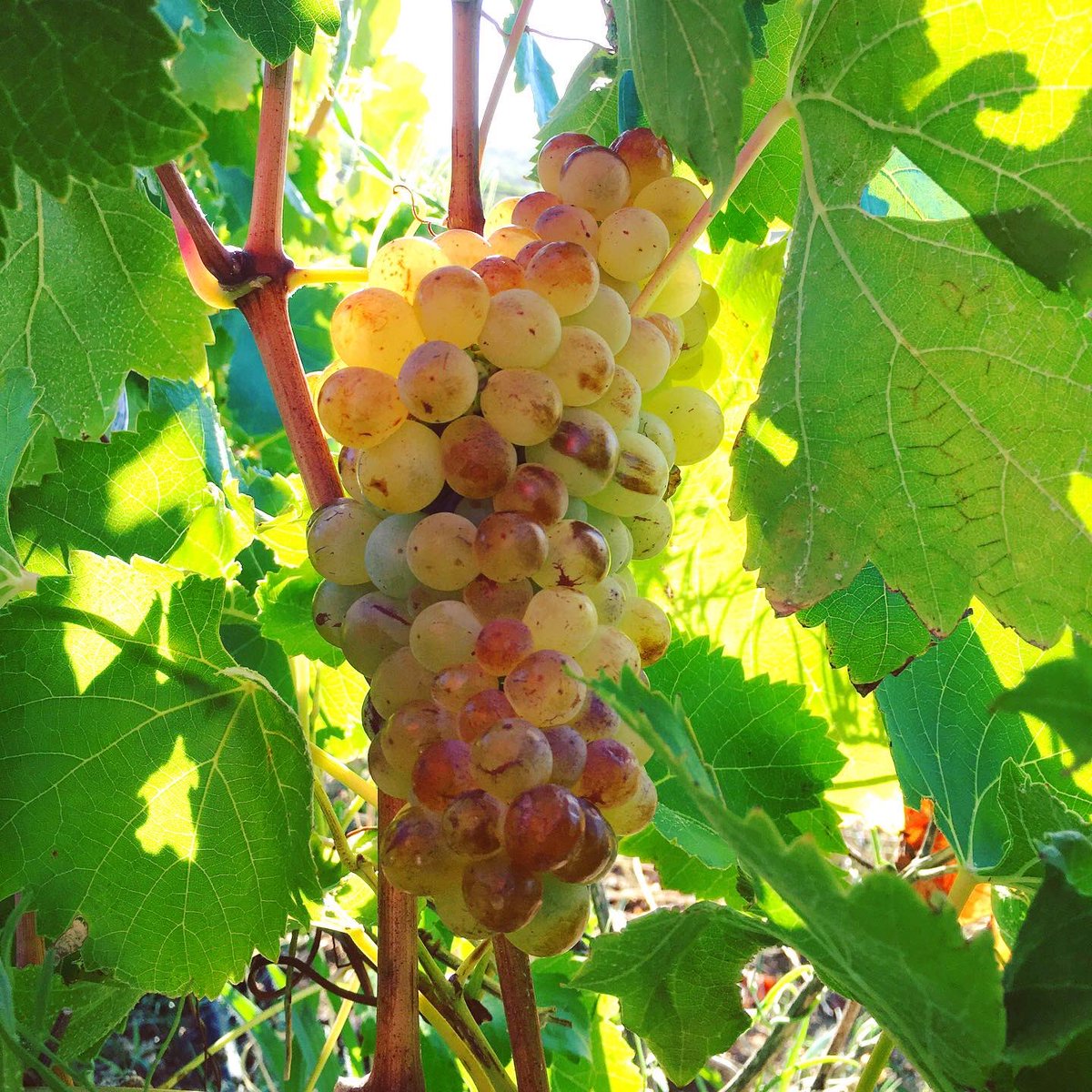 bosmanwinemaker's tweet photo. Viura/Macabeo and Vermentino.
.
Field blend 2021.
.
What a field it is.
.
#wine #vin #vino #heartWellington #womaninwine #southafrica #bosmanwines https://t.co/iw3iQv03kf