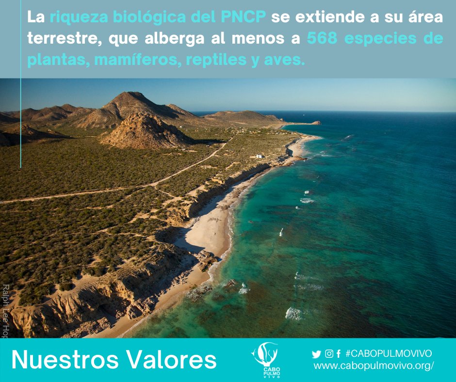 CaboPulmoVivo's tweet image. La riqueza biológica del PNCP se extiende a su área terrestre, con más de 568 especies de plantas, mamíferos, reptiles y aves. 41 de ellas están en peligro de extinción. 
Su sobrevivencia depende de la preservación de su hábitat.  🐍🦂🌵🦉
📷Ralph Lee Hopkins
#CaboPulmo
#PNCP