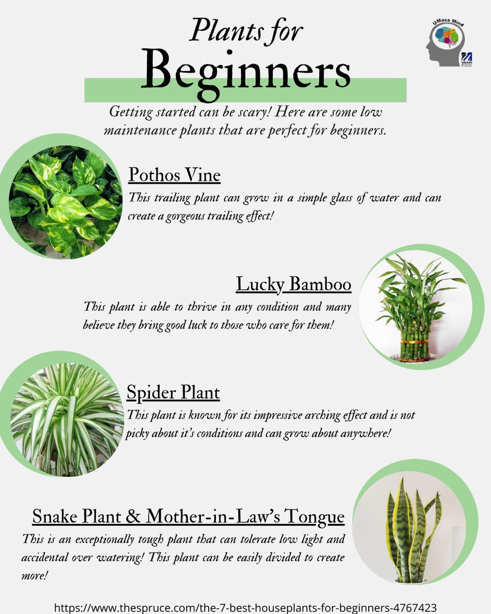 UMassMind's tweet photo. Ecotherapy is great way to add green to a therapeutic experience. Growing plants indoors or out has been shown to improve cognitive performance and reduce stress and anxiety! #green #umassmind #Mentalhealth #ecotherapy https://t.co/ciFgwt6WD4