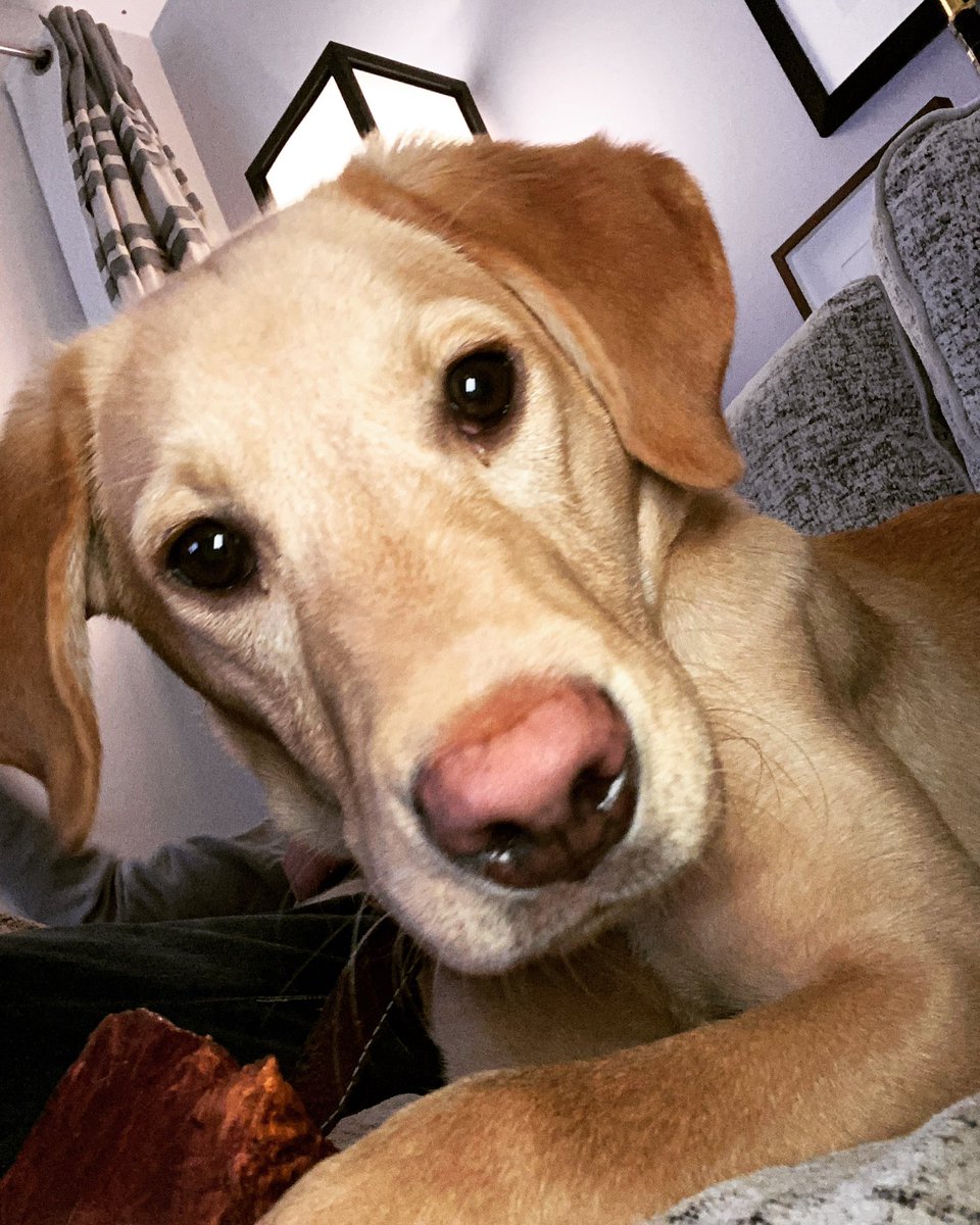labradorbilbo's tweet photo. Happy 6 months to me 🎈🎈🎈 https://t.co/u096XT3gHK