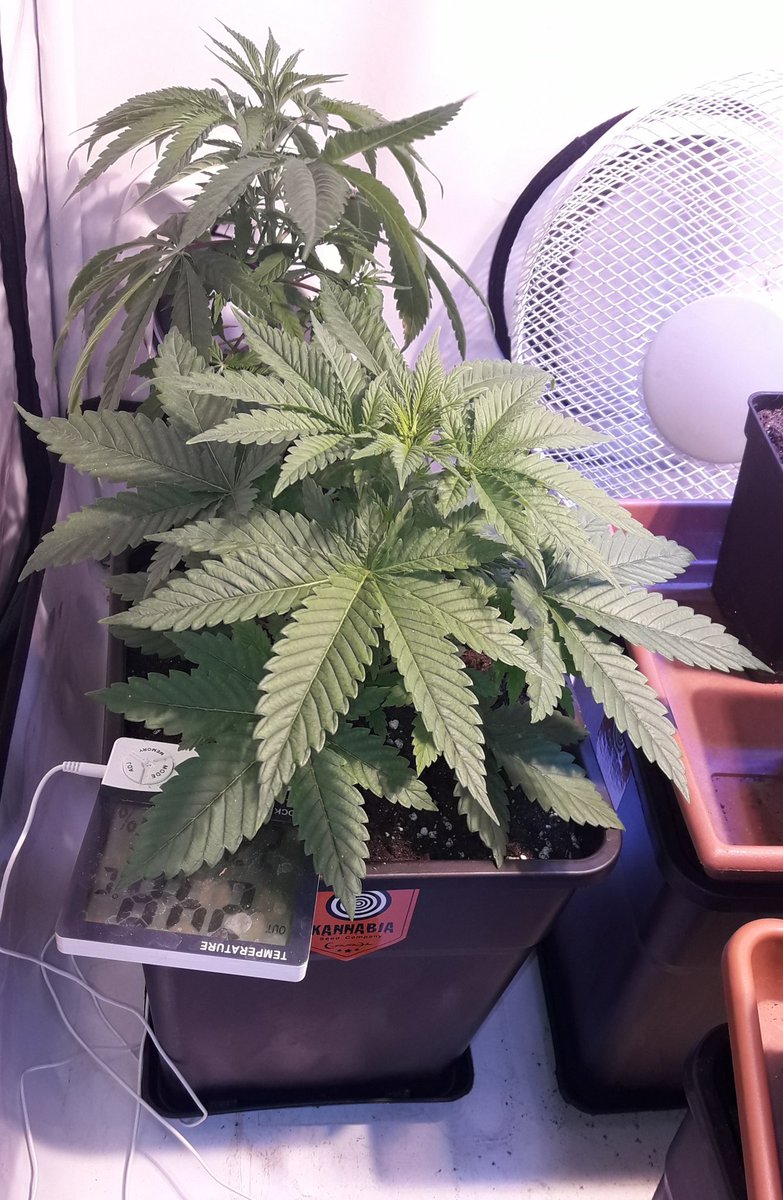 AdrycManellson's tweet photo. Weed Noche @JuanKannabia y Feliz esperamos mi Hada y yo desde #AdrycsCove.
Tu Grúa este Regalo nos dejó cuando se fue 🤣.
Y #SuperAk #SpecialDutch @IntKannabia @Kannabia_Samen de @INMAQ16 7 días #Germinación en #Sust, #Optimizando junto a sus #BigBand.
Abrazos y Besos van..🧚♂️😎 https://t.co/O7rMPouoK5