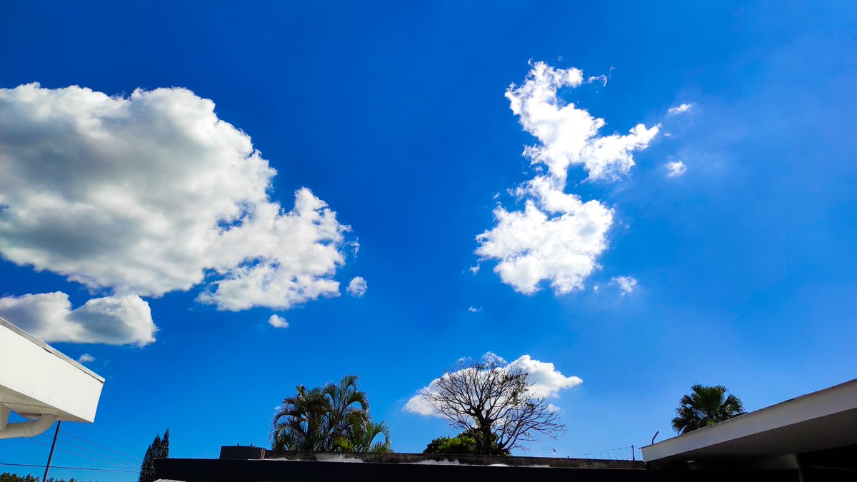 jorlnerio's tweet photo. La naturaleza sigue sorprendiéndonos,  solo hay que observarla detenidamente.

Hoy,  ví un árbol que se complementa.
Feliz mitad de semana 🙏

@teledos_tcs @tcsnoticias @prensagrafica @dianavytony https://t.co/hQutFA6RmN