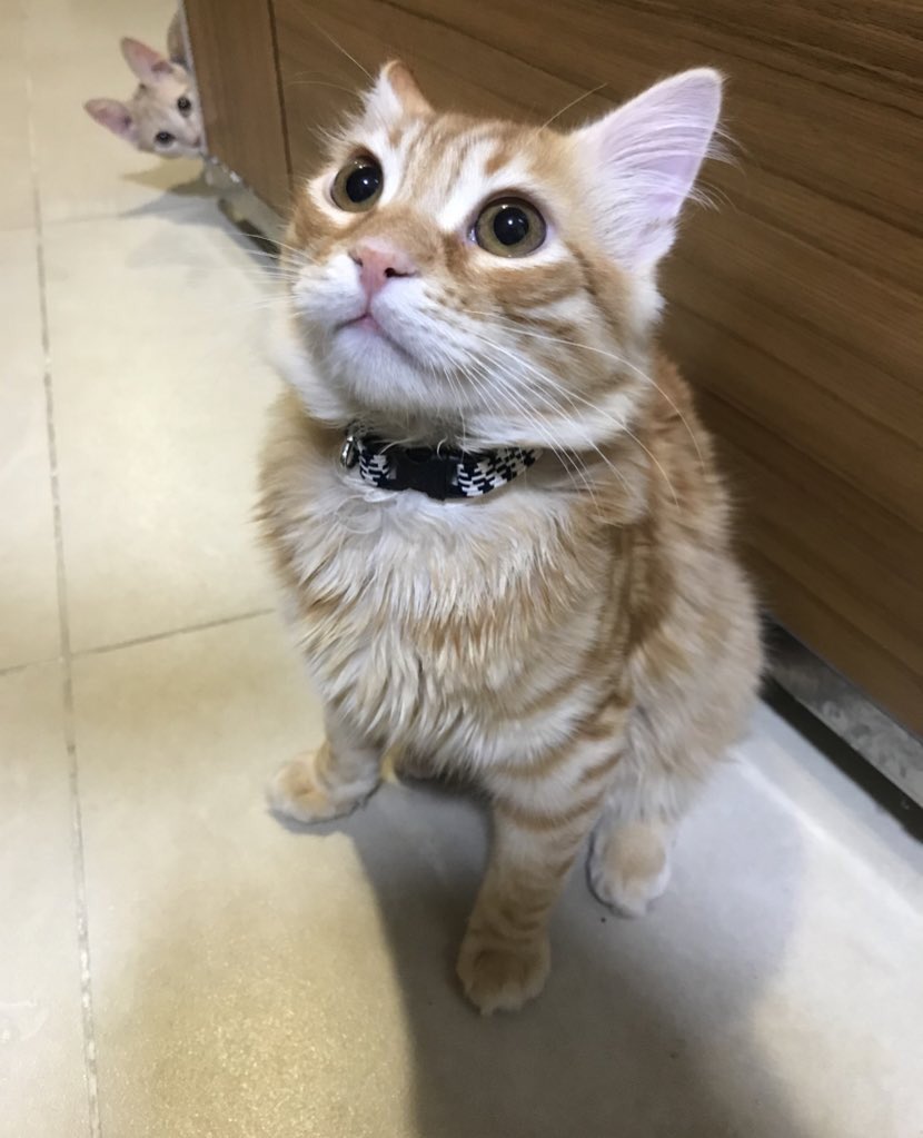 open for a surprıse olamadı