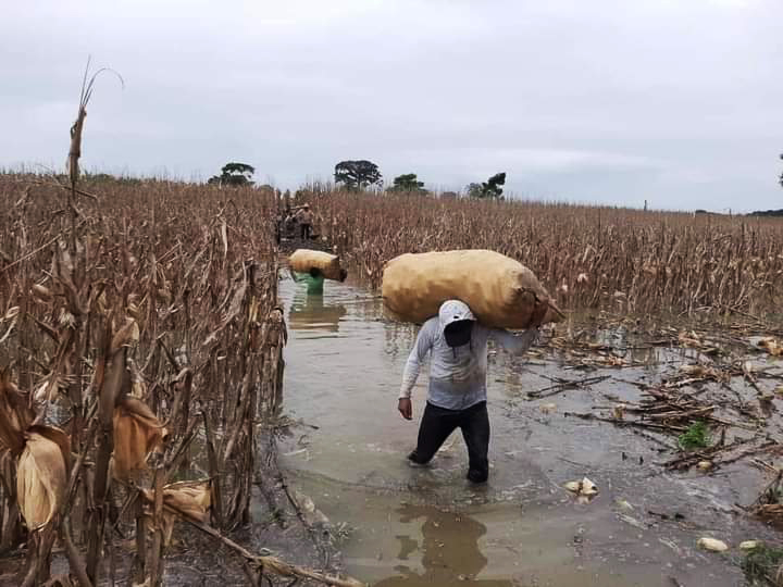 FoodForThePoor's tweet photo. Back-to-back hurricanes in late 2020 devastated Central America, leaving farmers to salvage as much of their crops as they could save. Food For The Poor is determined to help farmers get back on their feet through agricultural assistance. You can help: https://t.co/qUc4EHGLia https://t.co/XSGs6NyTaj