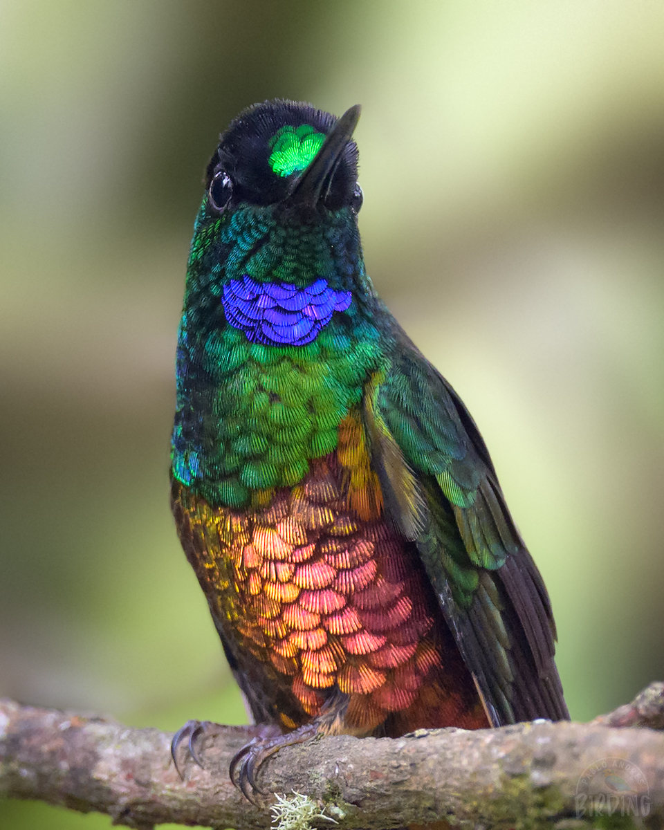 Pablo_Andres's tweet image. 🤯 ¡Híbrido! O al menos eso se presume. El pasado viernes tuvimos la oportunidad de verlo en Monserrate con @diegoetorres. La paleta de este colibrí es realmente espectacular.

Es un arcoíris volador, no le hace falta un solo color.

¿Ya lo conocían?

#Birding #Hummingbirds