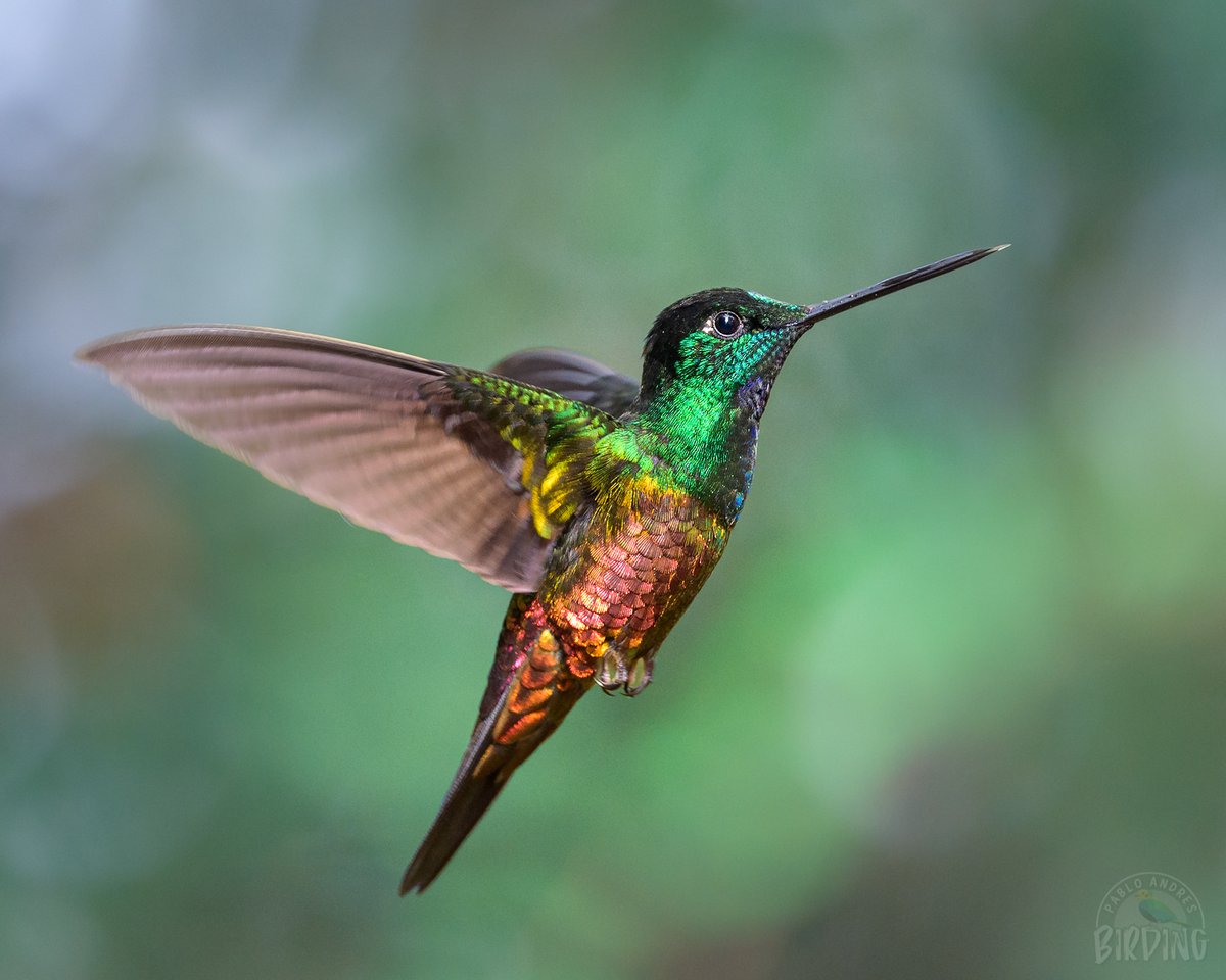 Pablo_Andres's tweet image. 🤯 ¡Híbrido! O al menos eso se presume. El pasado viernes tuvimos la oportunidad de verlo en Monserrate con @diegoetorres. La paleta de este colibrí es realmente espectacular.

Es un arcoíris volador, no le hace falta un solo color.

¿Ya lo conocían?

#Birding #Hummingbirds