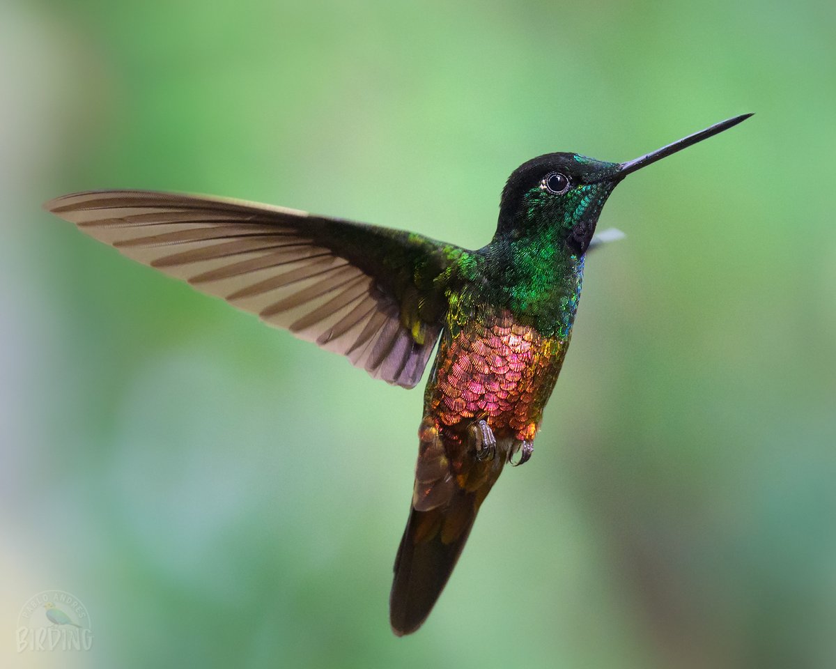 Pablo_Andres's tweet image. 🤯 ¡Híbrido! O al menos eso se presume. El pasado viernes tuvimos la oportunidad de verlo en Monserrate con @diegoetorres. La paleta de este colibrí es realmente espectacular.

Es un arcoíris volador, no le hace falta un solo color.

¿Ya lo conocían?

#Birding #Hummingbirds