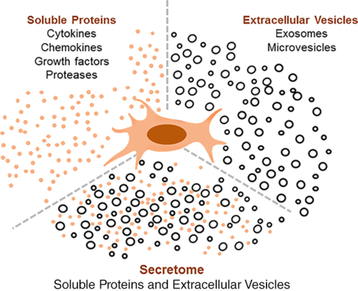 StemCellsTM's tweet photo. Prospect of Stem Cells Conditioned Medium (Secretome) in Ligament and Tendon Healing: A systematic review
#ConditionedMedium #Ligament #Secretome #StemCells #Tendon #ConciseReview
https://t.co/rcp1vfX0TQ https://t.co/19ChTYDRVb
