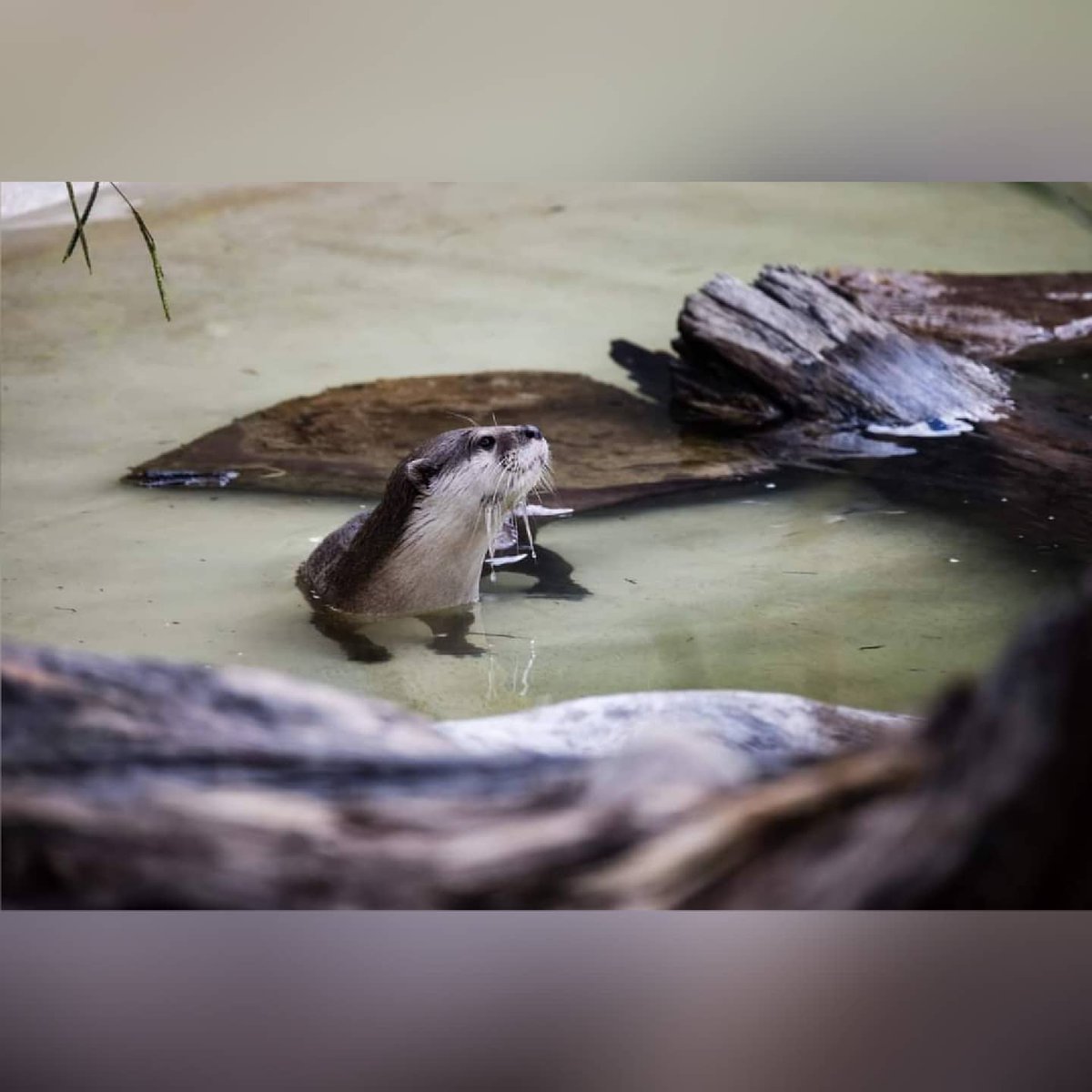 MKMEDIA18's tweet photo. a few shots from yesterdays zoo visit #canonr5 #canonaustralia #sydneyzoo #sydneyaustralia #PhotoOfTheDay #Lions #tourismnsw #otters #ottersofinstagram #chimpanzee https://t.co/zh3RCgFeF6