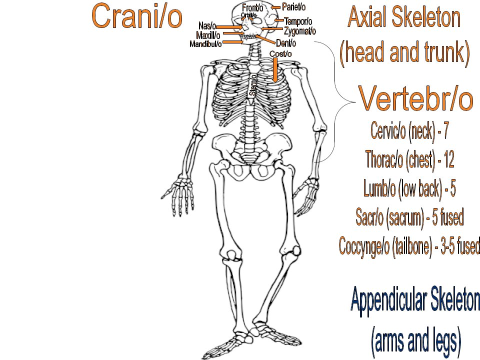 CHS_CPyle's tweet photo. We had a great day of learning Skeletal word roots in Medical Terminology. How many did you know? #AxialSkeleton https://t.co/h5mPk8j0Lb