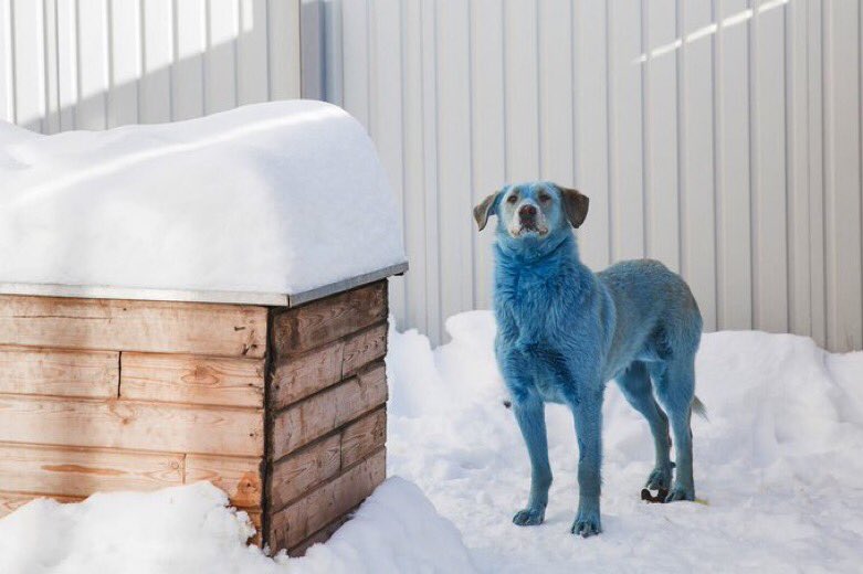 Почему собака синяя. Голубая собака. Синяя собака. Голубой щенок. Собака с голубой шерстью.