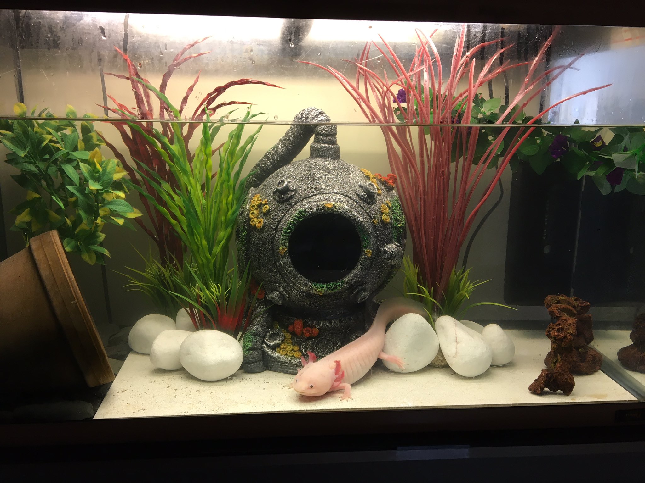 Rami Walkden Did Up Nacho The Axolotl S Tank The Other Day Looking Loads Better Now Axolot Aquarium Pets T Co Zwjxlx9kwb Twitter