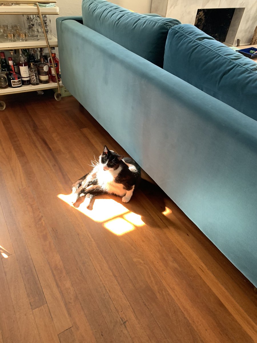 AllieHackett's tweet photo. He found a sunbeam #CatsOfTwitter https://t.co/1wFMLbnOEx