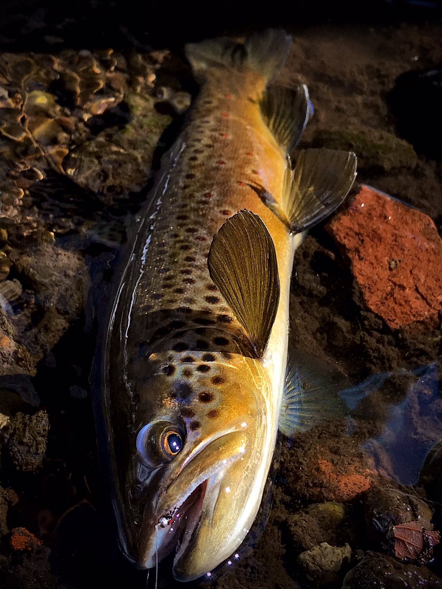 QFlyfisher's tweet photo. Brown trout are getting Feisty!!!
#browntrout #flyfishing #southernutah https://t.co/sPODy1JNV0